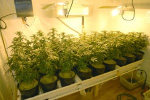 illegal marijuana